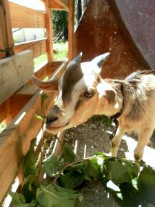 Gallery image of All'ombra degli Ulivi B&B in San Marcello +21 photos