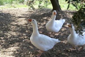 Gallery image of All'ombra degli Ulivi B&B in San Marcello