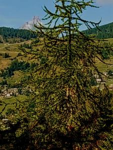 uma árvore em primeiro plano com uma montanha em segundo plano em Chez tonton em Aosta