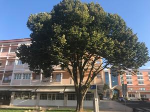 a tree in front of a large building at Atlantic Waves Accommodation in Carcavelos