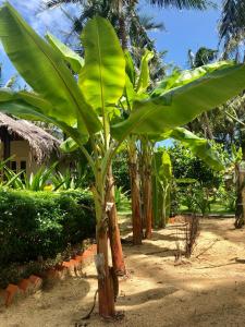 a banana tree with large green leaves at Peppercorn Beach Resort in Phú Quốc