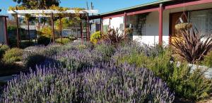 un jardín con flores púrpuras frente a un edificio en Clunes Motel, en Clunes