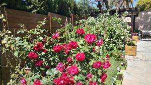 a bunch of red roses in a garden at la chambre de CLEO in Cannes