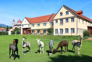 eine Gruppe von Tieren, die auf einem Feld vor einem Gebäude weiden in der Unterkunft JUFA Hotel Pöllau - Bio Landerlebnis in Pöllau