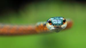 a close up of a snake looking at the camera at Apart Iberá in Ituzaingó
