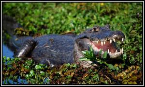 an alligator laying in the grass with its mouth open at Apart Iberá in Ituzaingó