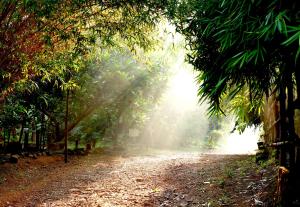 a dirt road in a jungle with palm trees at Clayfingers Art Cottage in Trichūr