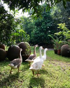 a group of ducks walking in the grass at Clayfingers Art Cottage in Trichūr