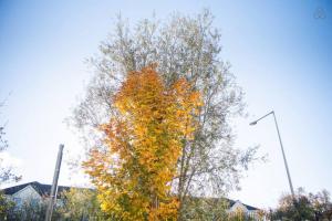 Gambar di galeri bagi Holywell Way Swords di Cloghran