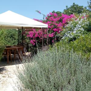 einen Garten mit rosa Blumen und einem Sonnenschirm in der Unterkunft Aegina's Oasis in Ägina Stadt