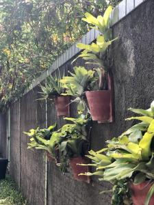 a bunch of plants in pots on a wall at CASA BOUTIQUE MARACA Privativa in Porto De Galinhas