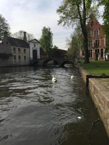 deux canards nageant dans une rivière avec un pont dans l'établissement Hotel Prélude, à Aalter