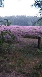 un campo de flores púrpuras en un campo en Appartement De Nachtwacht, en Ootmarsum