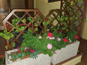 twee planten gevuld met geraniums en roze bloemen bij garda felice in Desenzano del Garda