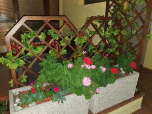 two planters filled with geraniums and pink flowers at garda felice in Desenzano del Garda
