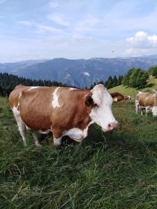 eine braune und weiße Kuh, die auf einem Grasfeld steht in der Unterkunft Bed and Breakfast Ai Sassi in Sovramonte