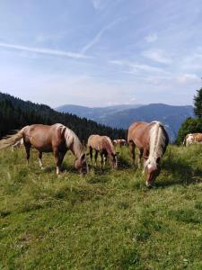 un grupo de caballos pastando en una colina pastosa en Bed and Breakfast Ai Sassi, en Sovramonte