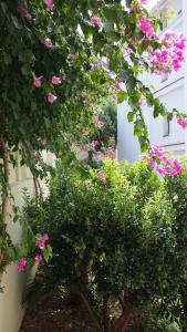 un ramo de flores rosas en un árbol en Apartaments Josep Pla, en Roses