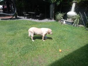 Άλλα ζώα σε αυτό το bed & breakfast ή στη γύρω περιοχή