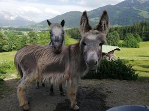 Dýr á gistihúsinu eða í nágrenninu
