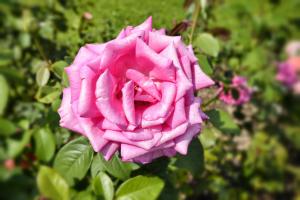 Gallery image of Casa Giardino fiorito in San Siro