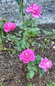 Gallery image of Casa Giardino fiorito in San Siro