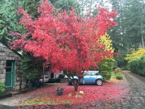 a red tree in front of a house with leaves on the ground at Cottage Lake Bed and Breakfast in Woodinville