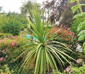 eine Palme inmitten eines Gartens in der Unterkunft Hortensias in Toulouse