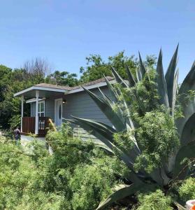 a small house with a palm tree in front of it at Downtown Contemporary yet Cozy Fun in San Antonio