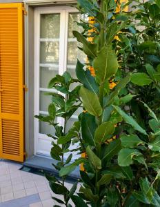 un árbol frente a una puerta con flores naranjas en LIBERTY ROOM AND BREAKFAST, en Borgo Val di Taro