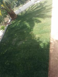 une ombre d'un palmier sur une pelouse dans l'établissement Dea, à Putignano