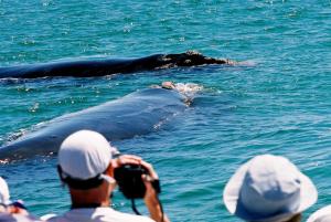 a group of people taking pictures of a whale in the water at The Whale on Main B&B in Hermanus