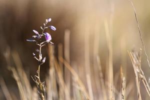 una flor púrpura en un campo de hierba alta en Pichi Richi Park, en Quorn