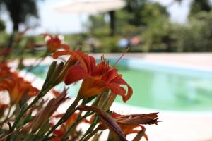 un fiore rosso di fronte a una piscina di Agriturismo Ca' Alleata a Caorle