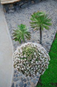Ogród w obiekcie El Susurro Ecoliving_VILLA PARDELA