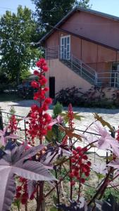 a group of red flowers in front of a building at Home Away From Home in Skopje