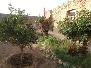 un jardín con árboles y flores frente a un edificio en Takad Dream Rural, en El Borj