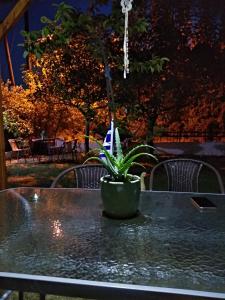 a potted plant sitting on top of a table at Mιχαλης Apartments in Paramythia