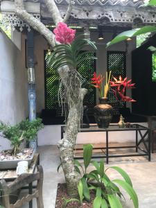 a tree with a pink flower in a room with plants at Indika's Residence in Galle