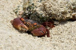 a small crab walking on the sand at Bahari Pori Resort in Pangani