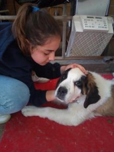 a little girl petting a brown and white dog at Agriturismo Le Mimose in Arborea