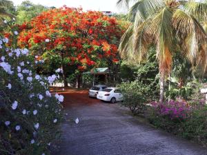 a car parked under a tree with red flowers at Gite Palmier in Bouillante