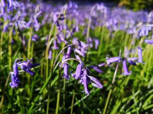 un montón de flores púrpuras en la hierba en Primrose 20-Woodland Lodges-Carmarthen-Pembroke, en Carmarthen