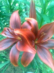 A garden outside Le Magnolie B&B