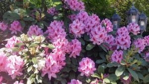 Um ramo de flores cor-de-rosa com luzes. em Ferienwohnung Gartenblick em Westerstede