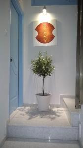 una pianta in un vaso sui gradini di un corridoio di Aiantas a Ermoupoli