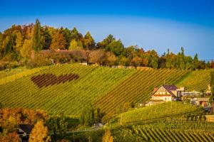 un viñedo en medio de una colina con árboles en Weingut Tschermonegg, en Sulz