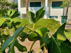 a plant with green fruit growing on it at Apartman MiR in Šibenik +1 photo