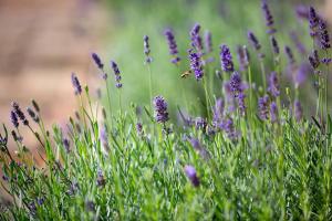 Zahrada ubytování Provence Birtok