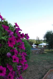 A garden outside Villa Sara